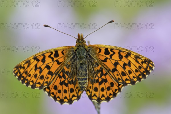 Lean grassland fritillary butterfly, (Boloria dia), animals, insects, butterfly, butterfly family, Lobau, Vienna, Lower Austria, Austria, Europe