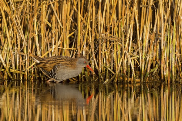 Water rail, (Rallus aquaticus), animals, birds, biotope, habitat, foraging, waters, family of rail birds, Der Spieß nature reserve, Rheindürkheim, Rhineland-Palatinate, Federal Republic of Germany