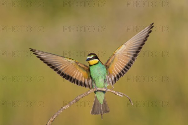 Bee-eater, (Merops apiaster), Animals, Birds, Raptor family, Perching station, Muselievo, Muselievo, Pleven, Bulgaria, Europe