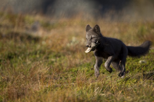 A polar fox plays with a bone in its mouth on a high meadow in side view