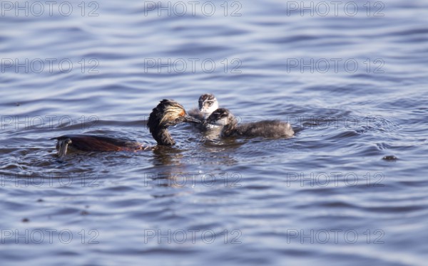 Eared Grebe with Babies Saskatchewan Marsh Canada