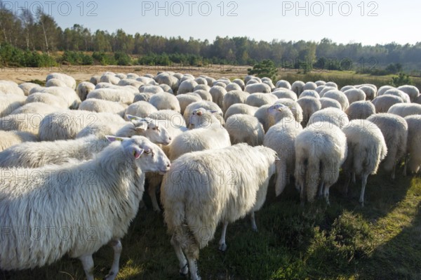 Cattle white Veluwe sheep in Ede at Holland