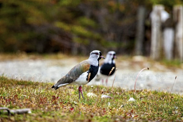 Two birds stand in a meadow in the foreground with a blurred, autumnal background, The Bronze Lapwing (Vanellus chilensis) on Tierra del Fuego in Argentina