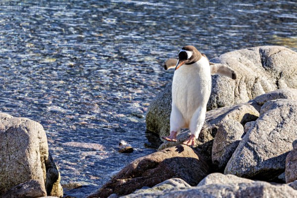 A penguin balancing on rocks by the water, gentoo penguin (Pygoscelis papua) in the Antarctic