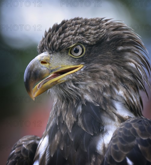 Golden eagle (Aquila chrysaetos) - close-up of head, in captivity