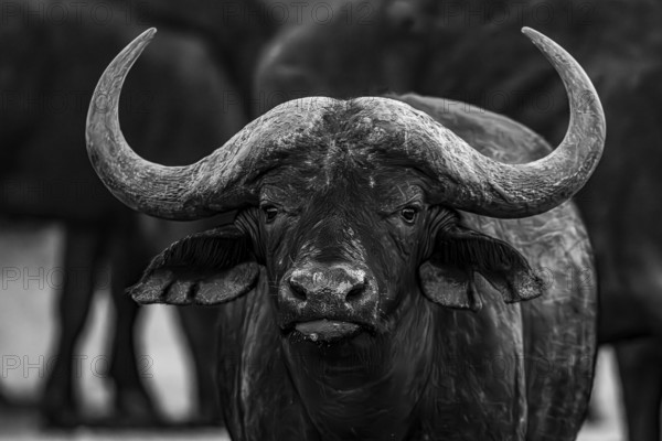 African buffalo (Syncerus caffer), Madikwe Game Reserve, North West Province, South Africa, RSA, Africa