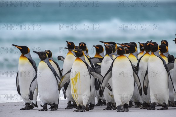 King penguins (Aptenodytes patagonicus) on the beach, Volunteer Point, Falkland Islands, Great Britain, South Atlantic, South America
