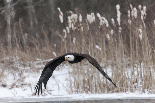 A North American bald eagle (Haliaeetus leucocephalus) at a bird of prey nature reserve