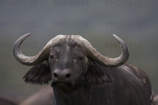 Cape buffalo portrait