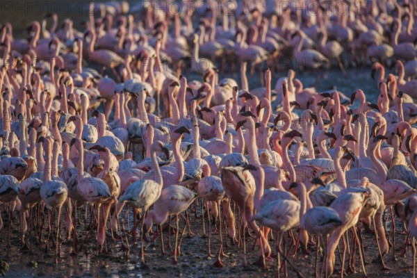 Interesting and useful birdwatching. Namibia. Huge colony of pink flamingos. Gorgeous birds feed in the shallow water of the Swakopmund. Ecological, active and photo tourism concept
