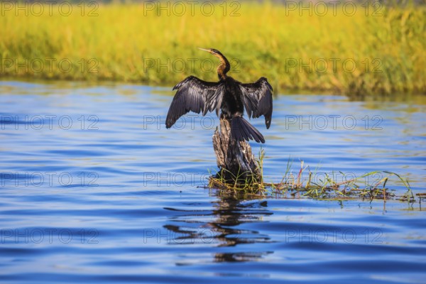African cormorant dries its wings. Chobe National Park on the Zambezi River, Botswana. The concept of extreme and exotic tourism