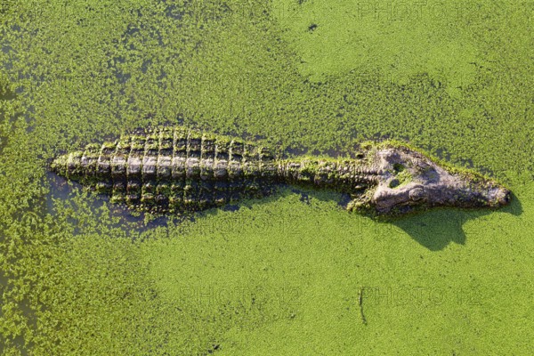 Young alligator in Thailand wetland pond with duckweed and copy space. View from above