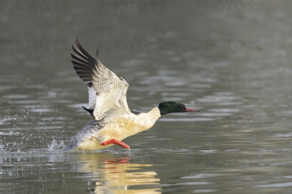 A common merganser (Mergus merganser) takes off from the water and flies with outstretched wings, Guxhagen, Hesse, Germany, Europe