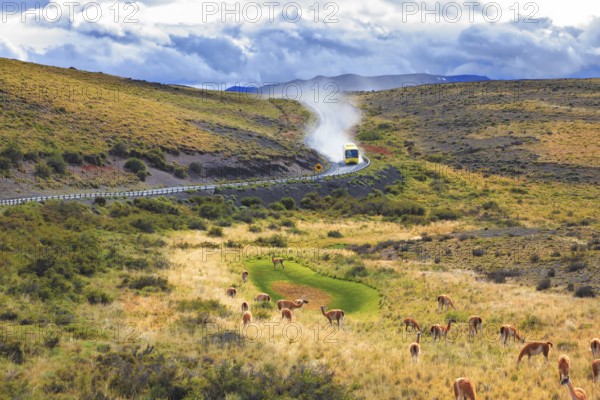On a dirt road bus rides in a cloud of dust. On the graß grazing herd of wild guanacos. Torres del Paine National Park in Chilean Patagonia