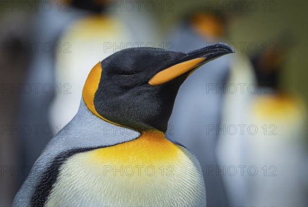 King penguin (Aptenodytes patagonicus), in a colony, Volunteer Point, Falkland Islands, Great Britain, South Atlantic, South America