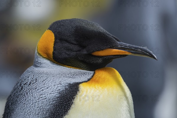 King penguin (Aptenodytes patagonicus), in a colony, Volunteer Point, Falkland Islands, Great Britain, South Atlantic, South America