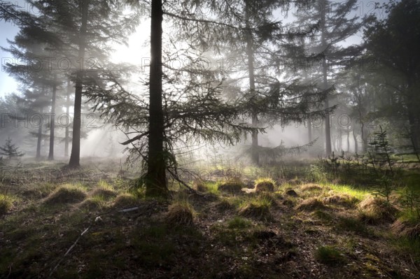 Sunbeams in morning misty coniferous forest, Drenthe, Netherlands