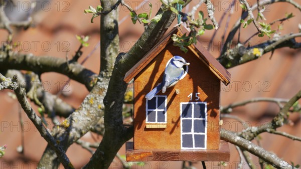 Blue tit takes up residence in a self-built birdhouse in an apple tree