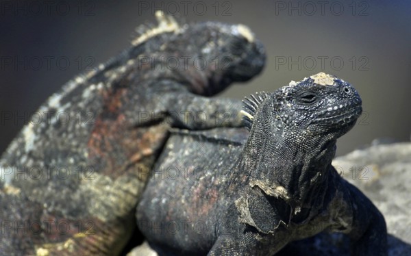 Marine Iguana, Amblyrhynchus cristatus, Galápagos National Park, Galápagos Islands, UNESCO World Heritage Site, Ecuador, America, South America