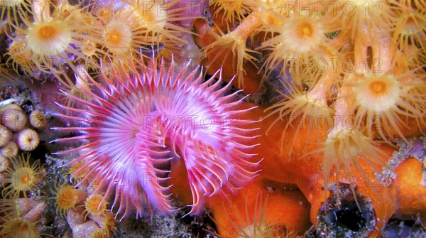 Tubeworm, Fan Worm, Serpula vermicularis, Feather Duster Worms, Tube Worm, Polychaete, Cabo Cope Puntas del Calnegre Regional Park, Mediterranean Sea, Murcia, Spain, Europe