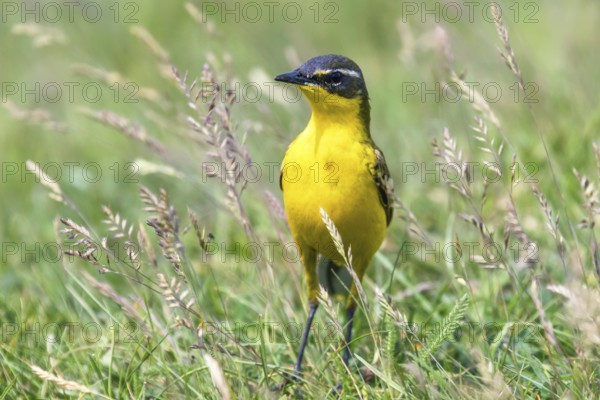 Yellow Bird in the Grass, Western Yellow Wagtail (Motacilla flava)
