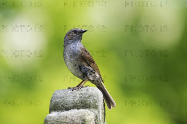 A dunnock in profile sits on a stone against a blurred green background and looks backwards