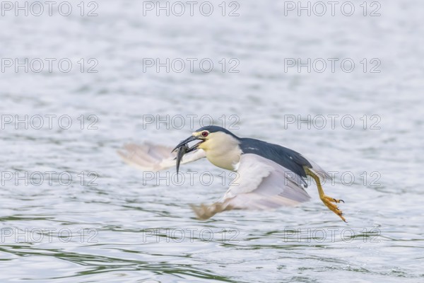 Black Crowned Night Heron in Fight with Fish in Beak (Nycticorax nycticorax)