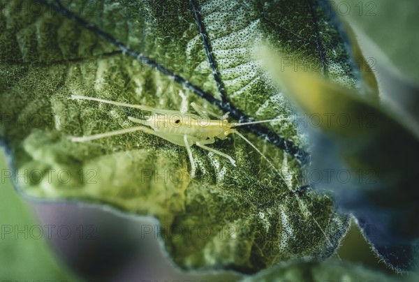 Little grasshopper