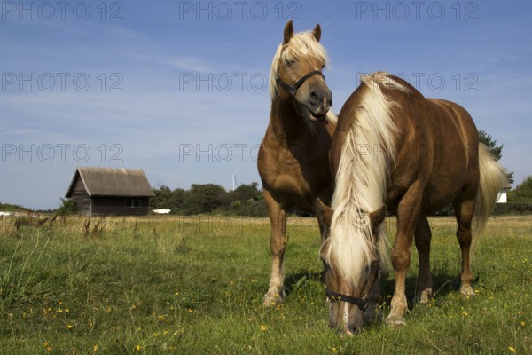Landscape with horses