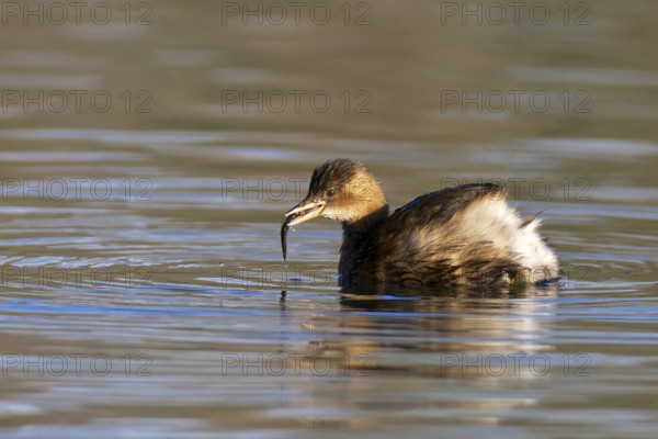 Little Grebe with prey. Little Grebe with bait