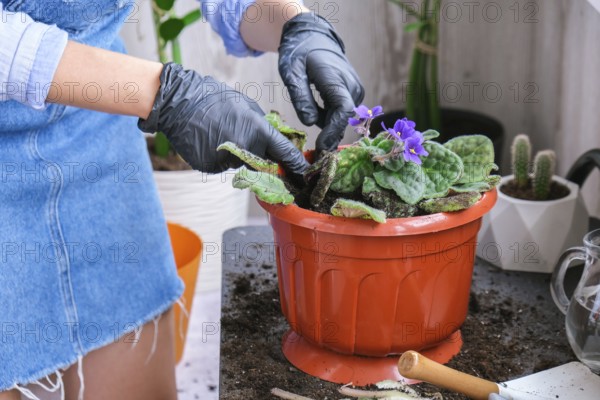 Woman gardener hands transplantion violet in a pot. Concept of home gardening and planting flowers in pot. Potted Saintpaulia violet flowers. Housewife taking care of home plants and flowers