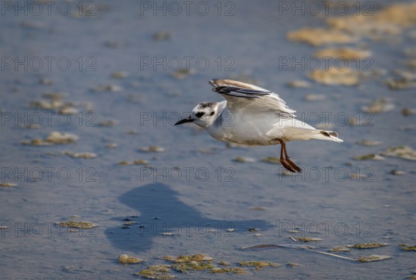 Little Gull, Searching for food