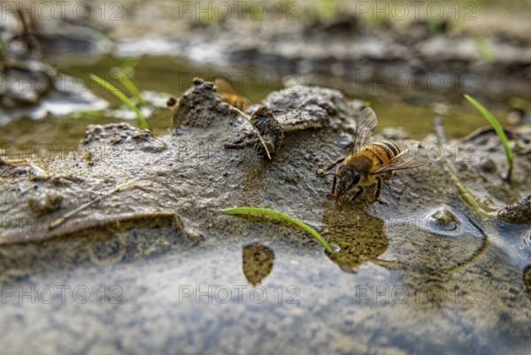 Bee drinking water in a puddle