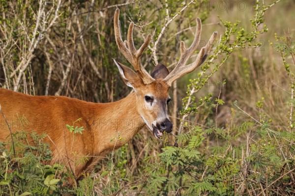 Close-up of a Pampa Deer with big antlers in warm afternoon light, Pantanal Wetlands, Mato Grosso, Brazil, South America