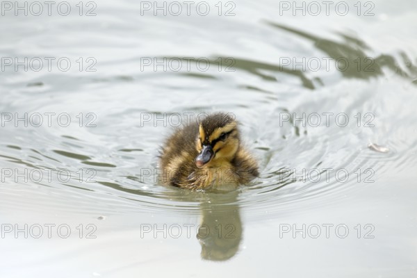 Very young duckling swimming alone. With space for copy or text