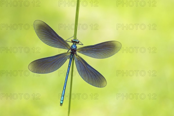 Blue-winged damselfly, Calopteryx virgo