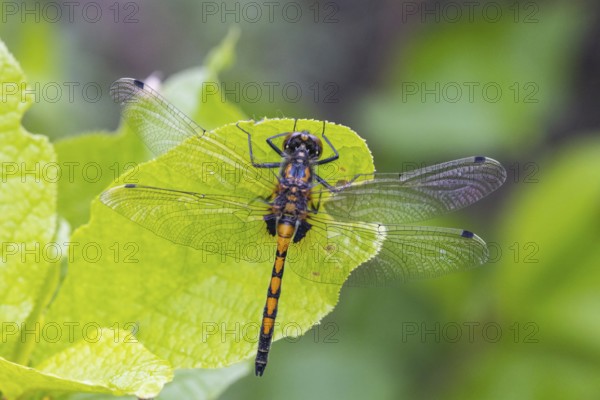 Large white-faced darter (Leucorrhinia pectoralis), animal, insect, dragonfly