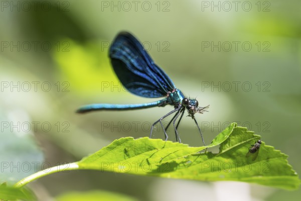 Blue-winged damselfly (Calopteryx virgo), male, ?, with a captured fly on a leaf, Dillendorf, Rhineland-Palatinate, Germany, Europe