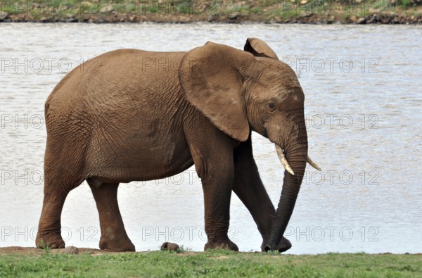 A female African Elephant in the Addo Park, South Africa, Africa