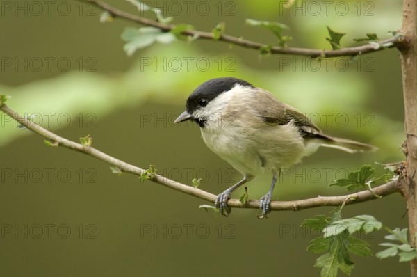 Marsh Tit in a tree