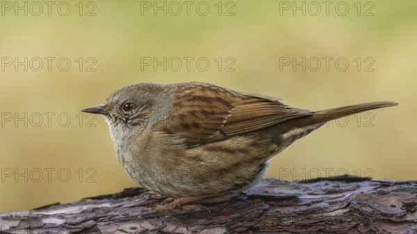 Dunnock (Prunella modularis) sitting on a lying tree trunk, protected forest, Black Forest, Germany, Europe