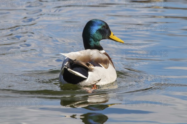 Wild duck Mallard Anas platyrhynchos. Male Duck