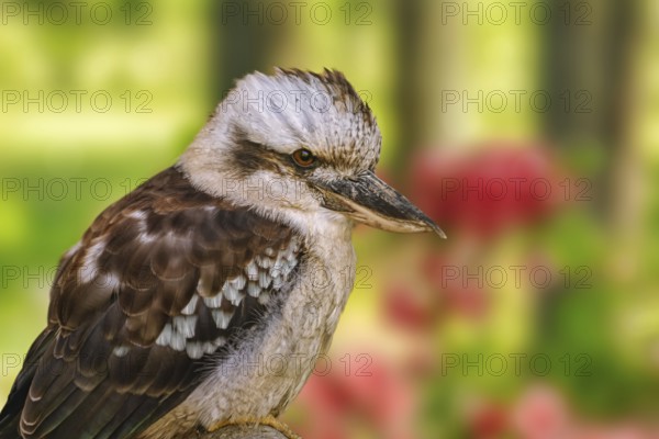 Kookaburras, terrestrial tree kingfishers of the genus Dacelo Demene, Latvia, Europe