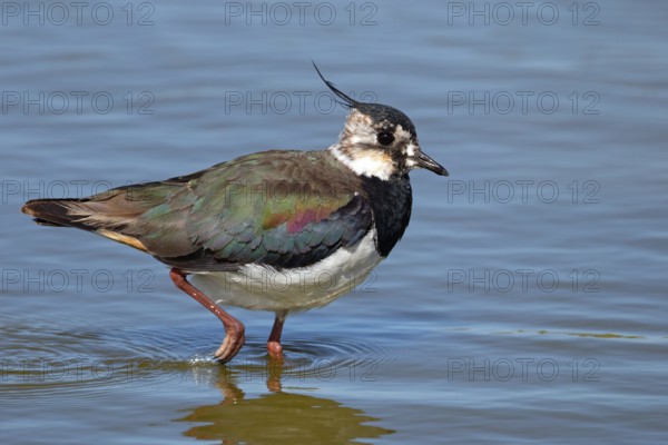 Lapwing, Vanellus vanellus