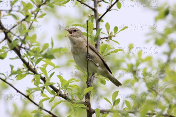 Garden Warbler, Sylvia borin
