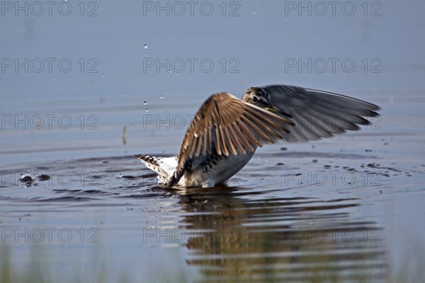 Wood Sandpiper, tringa glareola, Wood Sandpiper