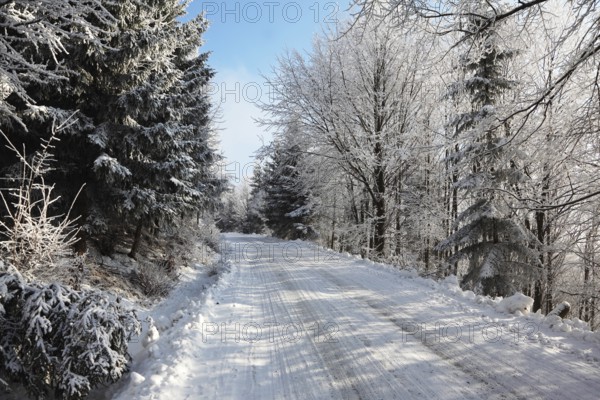 Winter fairy tale. Snow-covered winter wood and a wide ski track