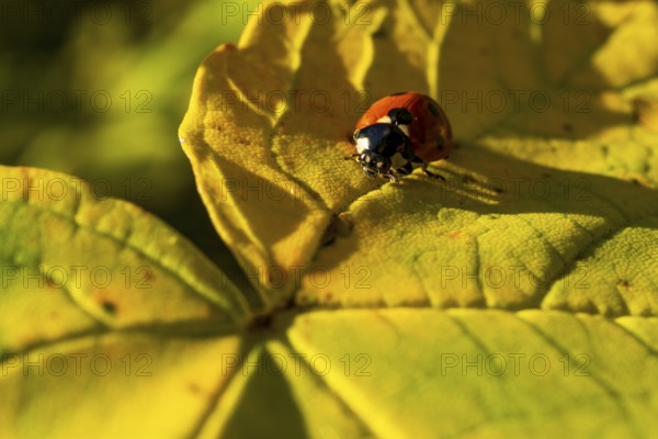 A ladybird crawls on a large, autumnal yellow leaf shining in the sunlight, Teutoburg Forest, North Rhine-Westphalia, Germany, Europe