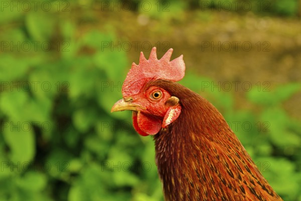 Cock close up on the farm, green grass background