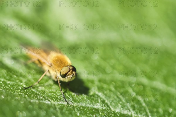 Hair rings fly on a green leaf. Sunshine on the insect. Macro shot of small animals